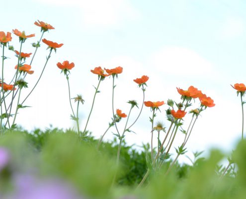 hofkaeserei-lang-quer-00013