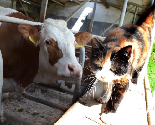 hofkaeserei-lang-quer-00024