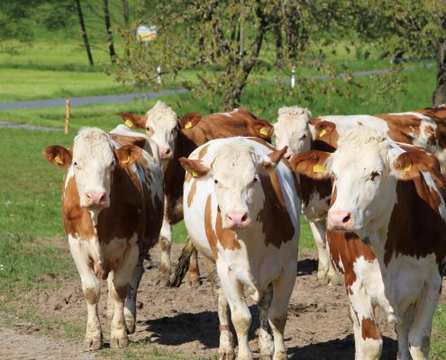 hofkaeserei-lang-quer-00031