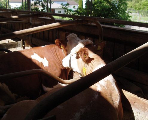 hofkaeserei-lang-quer-00049